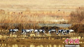 白枕鹤被爆料的视频在线观看,揭秘其神秘生活瞬间 第1张 白枕鹤被爆料的视频在线观看,揭秘其神秘生活瞬间 第1张